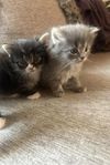 Kattungar 