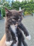  kattungar blandras