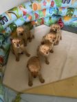 RENRASIGA SKK REGGADE LABRADOR VALPAR