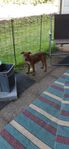staffordshire  bullterrier 