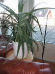 Krukväxt stor Aloe Vera