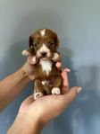 Cavapoo valpar
