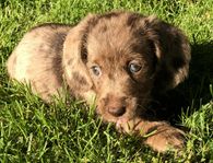 Doxiepoo - Pudel Tax