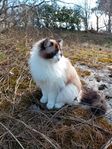 Ragdollhona med stamtavla. 3 år