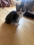 kattunge 