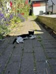 Kattungar