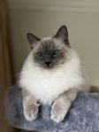 Ragdoll  mixen Rosie 