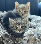 Bengalblandning kattunge 