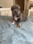 American Bully (standard)