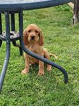 griffon Fauve de Bretagne - jakthund 