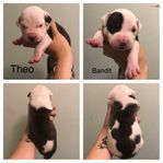 amstaff/cane corso valpar 