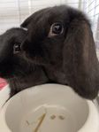 Binky & Lulu