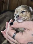 pomchi hane