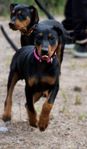 pinscher tik 11 veckor