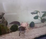 Axolotler med akvarium 