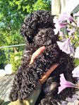 Valp maltipoo + pudel = maltipoo