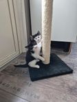 Kattungar 