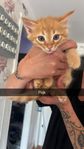 kattungar blandisar