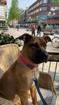 American bully XL/ Cane corso