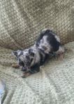 Blue merle liten blandrasvalp