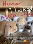 Dvärgvädursungar/ kaninungar med härstamningsbevis