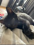 Leveransklar kattunge hona