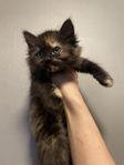 Ragdoll blanding