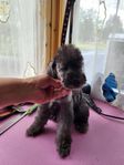 Bedlingtonterrier - valpar