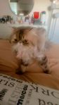 katt 