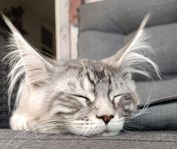 Maine coon tjej med stamtavla