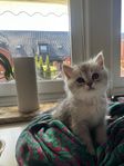 Fina fluffiga brittiska kattungar söker sina nya hem 