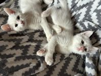 Kattungar - blandras