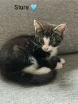 Kattungar