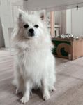 japansk spets blandning