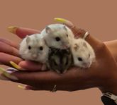 Bedårande Ryska Vintervita Hamsterhanar redo för nya hem!