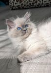 Kattunge Ragdoll