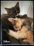 Maine coon