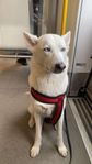 Husky söker nytt hem - Luna, 3 år gammal. 