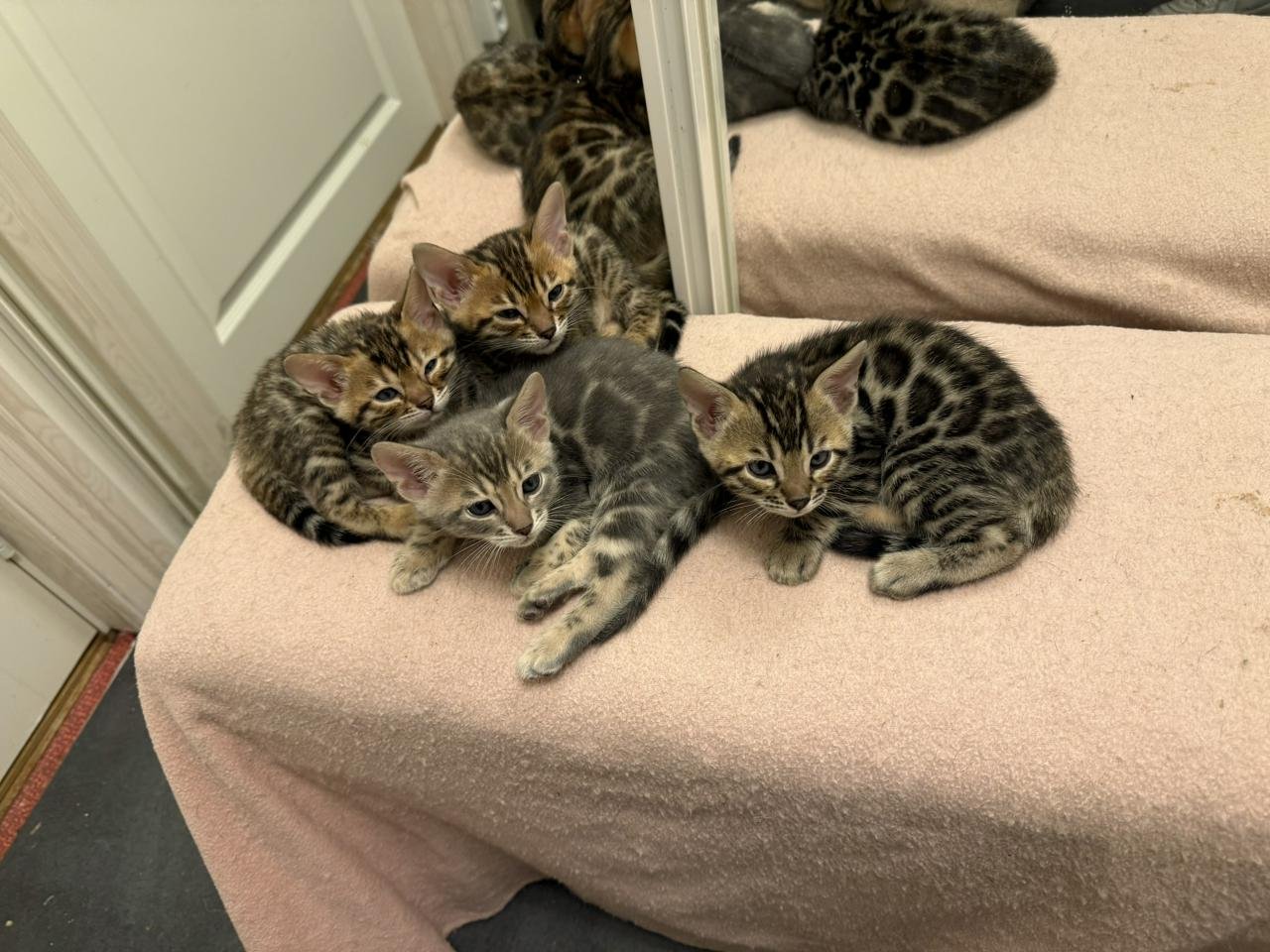 Bengal kattungar blå och svar...