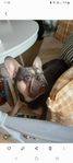 Fransk bulldog "kille" 5 år.
