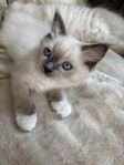 Ragdoll kattungar med stamtavla