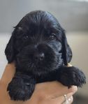 Cocker spaniel valpar 
