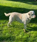 Labrador/ golden retriever behöver hitta nytt hem.