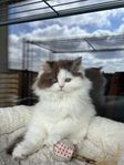 Långhårig Brittisk Kattunge 