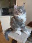 Maine coon kattungar 