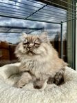 Långhårig Brittisk Kattunge “Mandel”