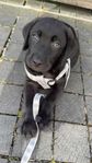 Hundvalp Labrador