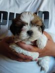 3 leverans klara Shih-Tzu valpar 