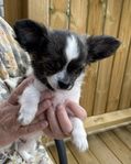 chihuahua hane SKK