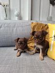 Flyttklara chihuahua valpar